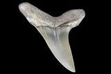 Fossil Shortfin Mako Shark Tooth - Georgia #75282-1